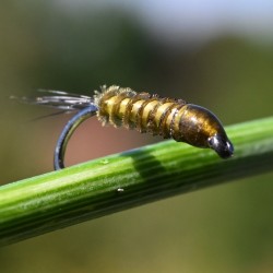 Nymphe Substitut de condor olive