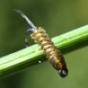 Nymphe Substitut de condor olive