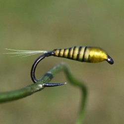 Nymphe en quill de paon jaune