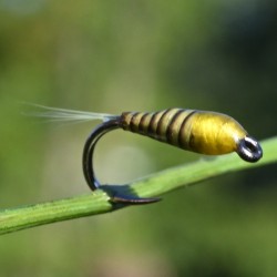 Nymphe Quill jaune thorax jaune