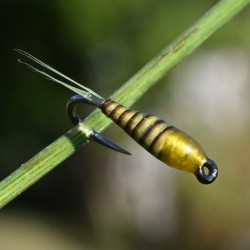 Nymphe Quill jaune thorax jaune
