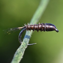 Nymphe substitut de condor marron