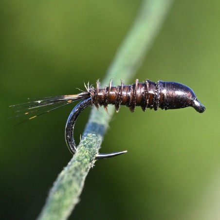 Nymphe substitut de condor marron