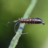 Nymphe substitut de condor marron