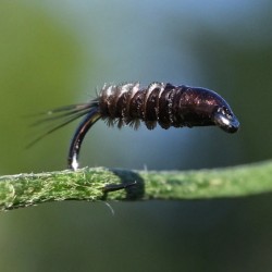Nymphe Substitut de condor marron