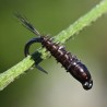 Nymphe Substitut de condor marron