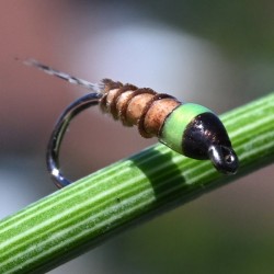 Nymphe Biots d'oie marron clair