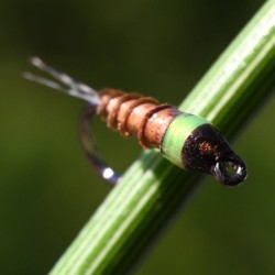 Nymphe Biots d'oie marron clair