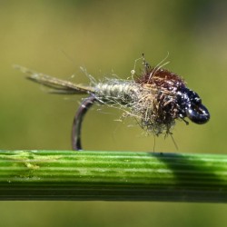Nymphe Gütermann olive