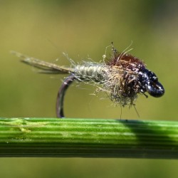 Nymphe d'éphémère Gütermann olive