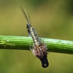 Nymphe d'éphémère Gütermann olive