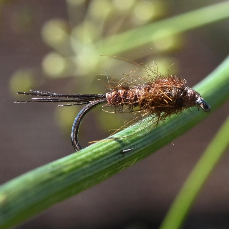 Nymphe d'éphémère Pheasant Tail naturel