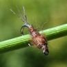 Nymphe d'éphémère Pheasant Tail naturel