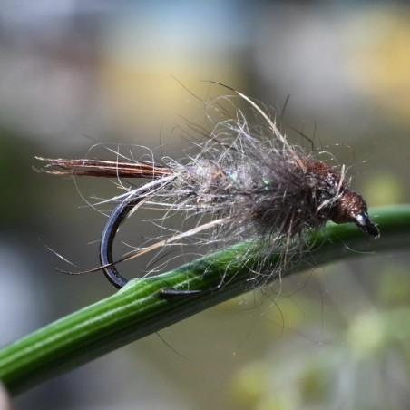 Nymphe Oreille de Lièvre ORL