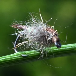 Nymphe d'Oreille de lièvre ORL