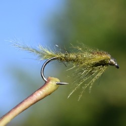 Nymphe larve de libellule