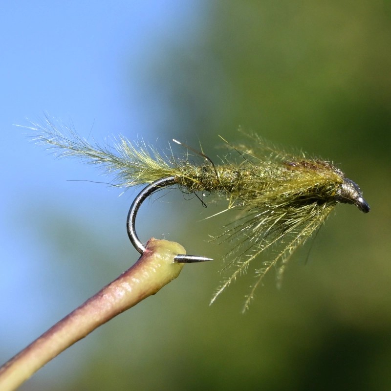 Nymphe larve de libellule