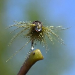 Nymphe en herl d'autruche olive
