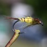 Nymphe de Mouche de Mai