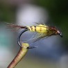 Nymphe de mouche de mai Ephemera Danica