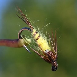 Nymphe de mouche de mai Ephemera Danica