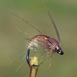 Nymphe de trichoptère Caddis
