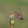 Nymphe de trichoptère Caddis
