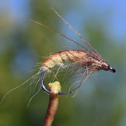Nymphe larve de Trichoptère