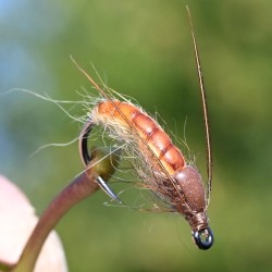 Nymphe de trichoptère Caddis