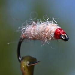 Nymphe Killer Bug