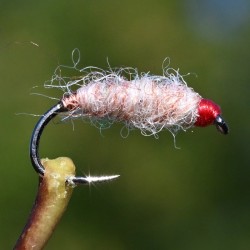 Nymphe Killer Bug