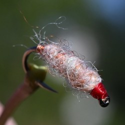 Nymphe Killer Bug