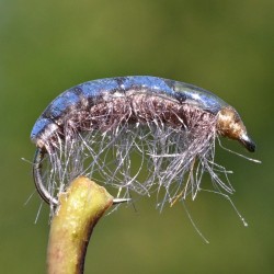 Nymphe Gammare marron clair