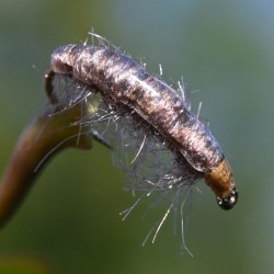 Nymphe de Gammare gris et marron clair