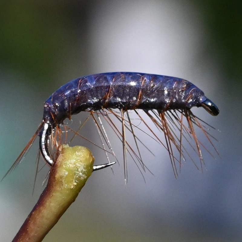 Gammare couleur coffee