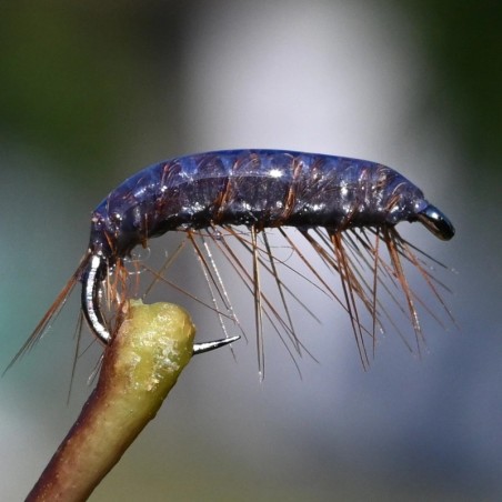 Gammare couleur coffee