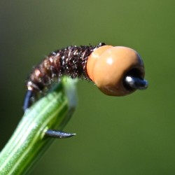 Micro Nymphe marron avec bille chocolat et tag orange fluo