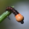 Micro Nymphe marron avec bille chocolat et tag orange fluo
