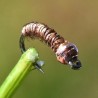 Micro Nymphe naturelle avec bille chocolat