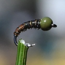 Micro Nymphe Pheasant Tail olive avec bille olive foncé.
