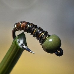 Micro Nymphe naturelle avec bille chocolat