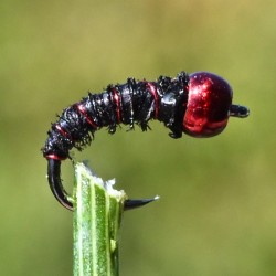 Micro Nymphe Pheasant Tail noir avec bille rouge