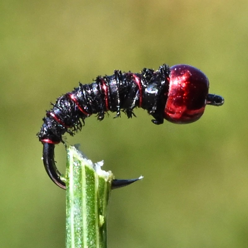 Micro Nymphe Pheasant Tail noir avec bille rouge