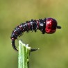 Micro Nymphe Pheasant Tail noir avec bille rouge