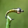 Micro Nymphe Pheasant Tail light olive avec bille or