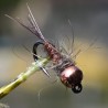Nymphe Pheasant Tail naturel avec bille cuivre
