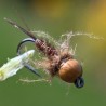 Nymphe Pheasant Tail naturel avec bille chocolat