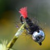 Nymphe Pheasant Tail noir avec bille argent