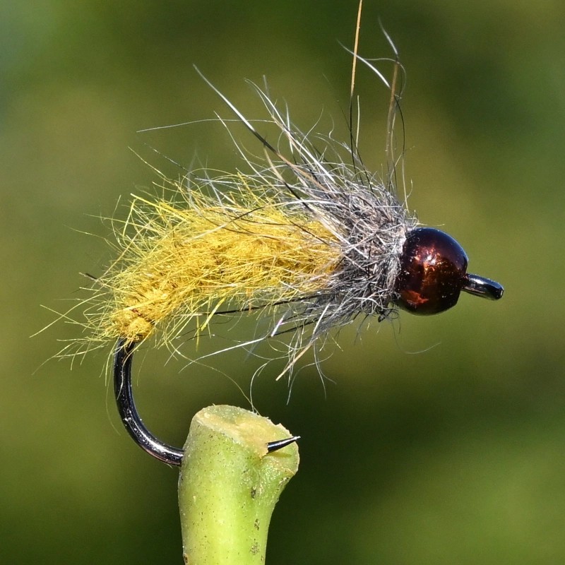 Nymphe Caddis jaune avec bille marron Nymphe Caddis jaune avec bille marron