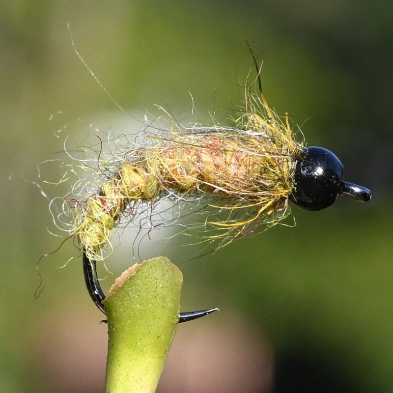 Nymphe Caddis olive avec bille noire Nymphe Caddis olive avec bille noire